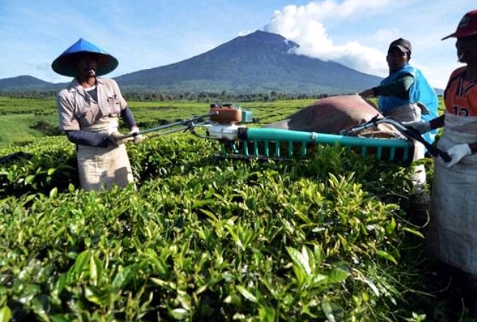 Dugaan Kecurangan di PTPN 6 Unit Kayu Aro Afdeling B Sungai Kering: Al dengan Produktivitas 133 Tidak Diperpanjang, Toni dengan 108 Diperpanjang